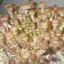Psilocybe Cubensis spore Cambodian